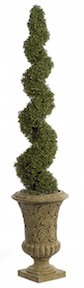 5 Foot Boxwood Spiral Topiary with Copper Pipe Trunk